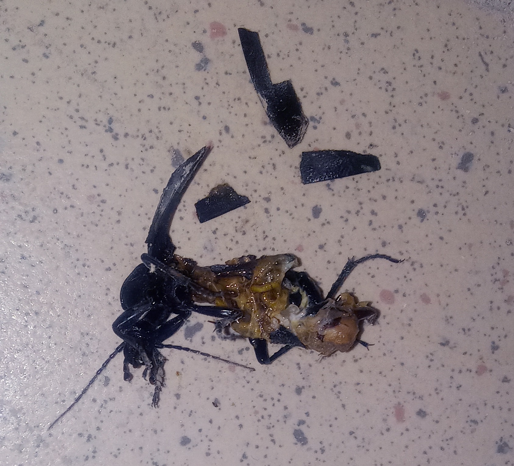 Rozmiar: 724342 bajtów